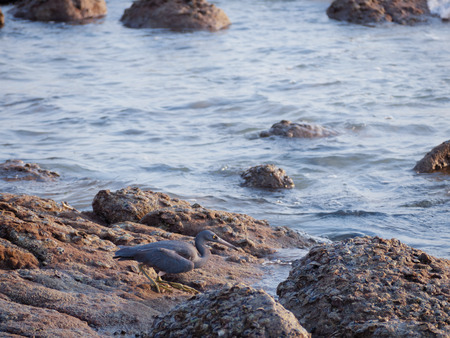 Sea birds are walking on rocks along the sea beach.