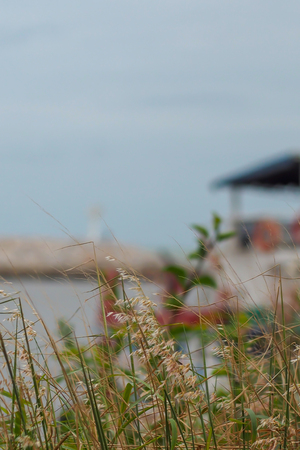 Light pink flower of the grass for the harbor background, Depth of fieldの写真素材
