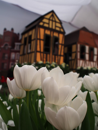 Close up, white tulips are beautiful in the garden and on background soft and blurred house.の写真素材