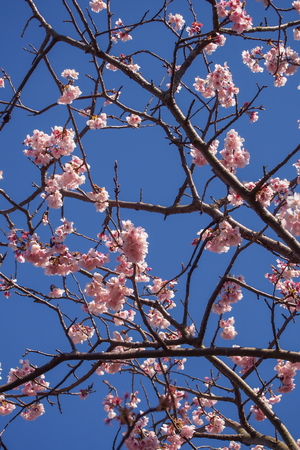 Pink cherry blossoms bloom on bright sky background.の写真素材