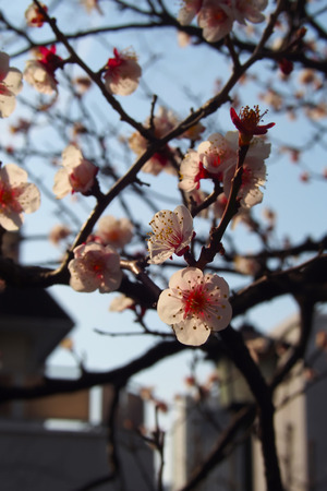 Close-up The beautiful flowers of Japanese apricot trees, plum trees in the morning sunの写真素材