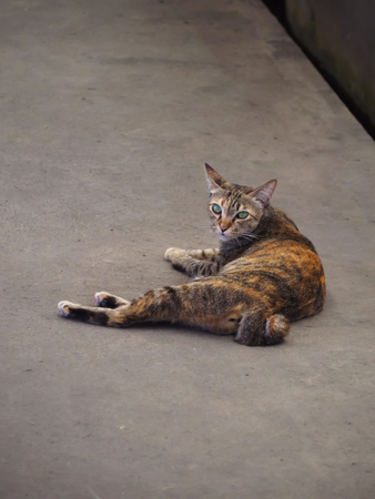 Cat with green eyes, soft fur yellow, black and white Lying on the cement floor.の写真素材