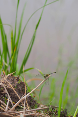 Green dragonfly on dry tree branches, in natural background.の写真素材