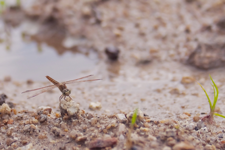 Brown dragonfly stands on rocks with sand,grass and water sources, in the natural background.の写真素材