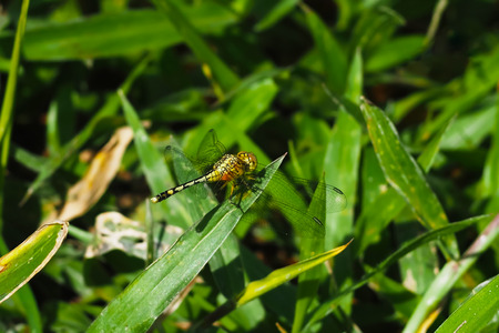 ellow-green dragonfly perched on the grass, on a natural backgroundの写真素材