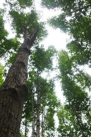 Low angle of nature trees in the green forest, refreshing,for natural backgroundの写真素材