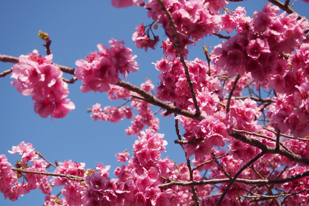 Close up Pink cherry blossoms bloom on bright sky backgroundの写真素材