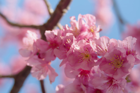 Close up Pink cherry blossoms bloom on bright sky backgroundの写真素材