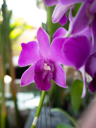 Close-up of purple orchids in pots on a natural background