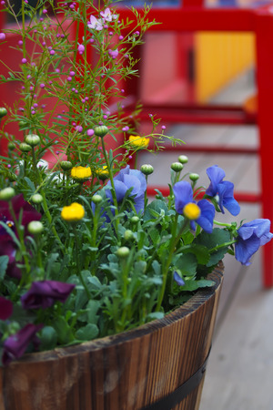 Small yellow flowers among colorful flowers in dark brown round wooden barrels.On a colorful backgroundの写真素材