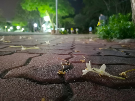 White flowers on the orange brick floor in the public park background during the night.の写真素材