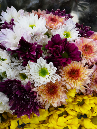 Many beautiful chrysanthemum colors for natural backgroundの写真素材