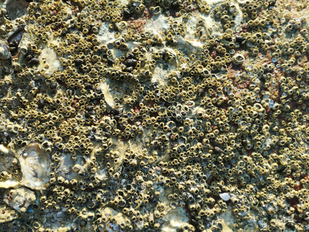 Sea barnacle on the rocks by the sea for the background