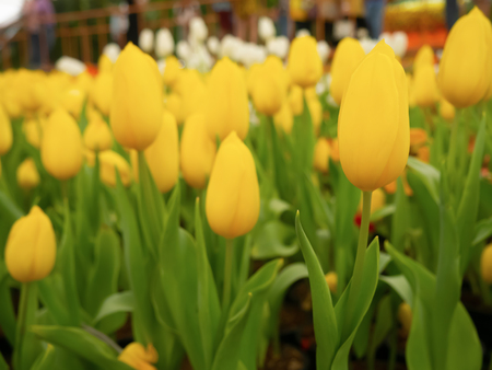 The beauty of the tulips with yellow, blooming in the gardenの写真素材