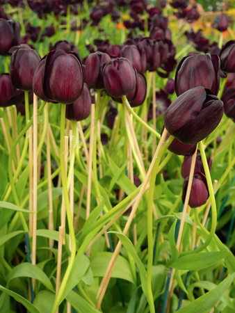 The beauty of the tulips with purple, blooming in the gardenの写真素材