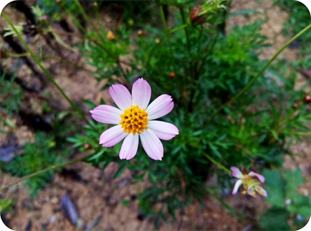 lonely bloomed flowerの写真素材