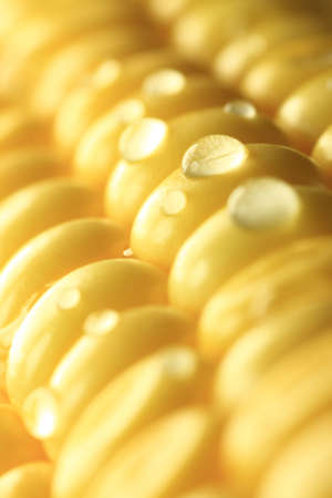 Fresh corn, dew drops on fresh corn, macro shot, shallow DOF