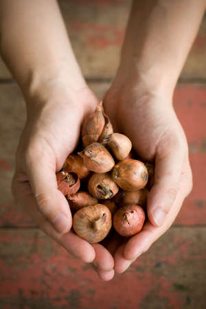 Hands holding onionsの写真素材