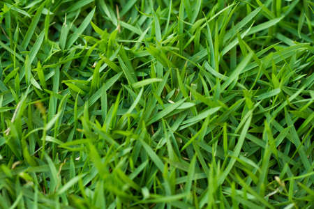 Close-up shot of fresh green grass.の写真素材