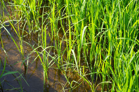 Paddy plants under morning sunlightの写真素材