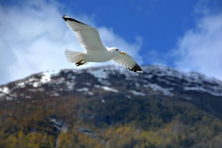 Seagull Sognefjordenの写真素材
