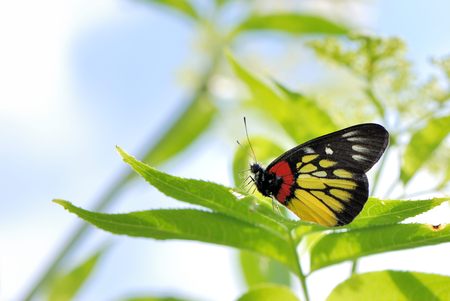 butterflyの写真素材