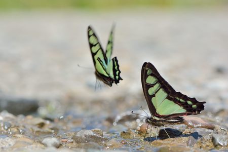 butterflyの写真素材