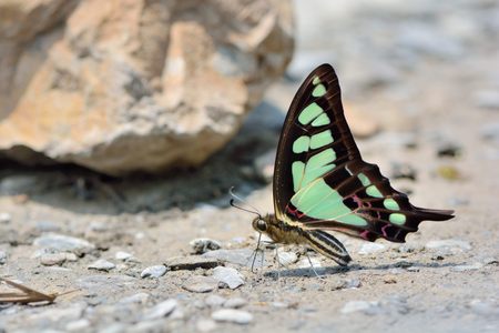 butterflyの写真素材