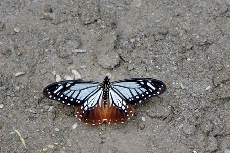 butterflyの写真素材