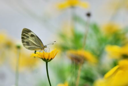 taiwan butterflyの写真素材