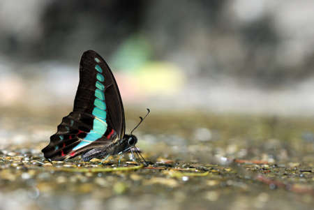 taiwan butterflyの写真素材