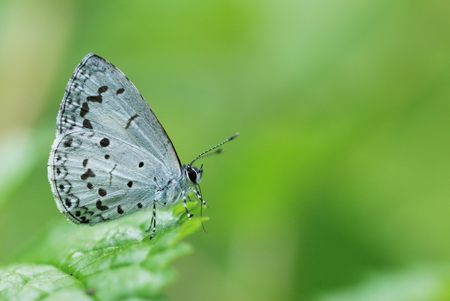 taiwan butterflyの写真素材