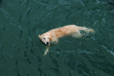 Reservoir discovered in Taiwan summer like swimming Labradorの写真素材
