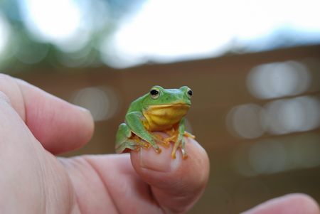 Stop Treefrog in my hands