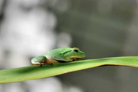 Green Treefrogの写真素材
