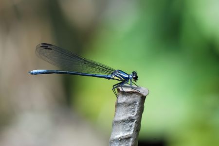 Dragonfly Detailed macro image of dragonfly on green plantの写真素材