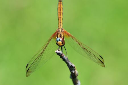 Dragonfly Detailed macro image of dragonfly on green plantの写真素材