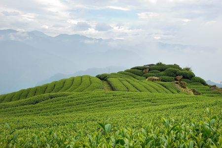 Spring, A-Li Mountain Oolong Tea garden, in Taiwanのeditorial素材