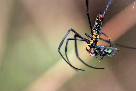 Spider making a web in the Backlighting.の写真素材