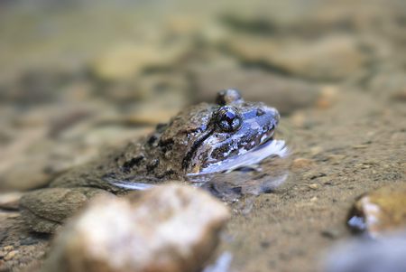 Kuhliis fanged frogの写真素材