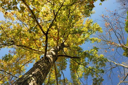 Look at the sky Autumn forest