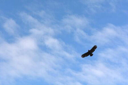 Blue sky with the EaglesSpilornis cheelaの写真素材