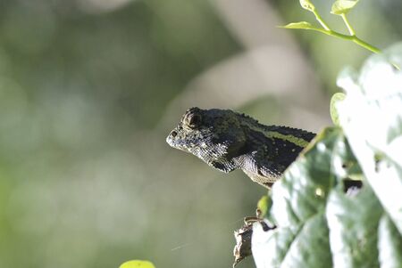 Taiwan climbing wooden lizard