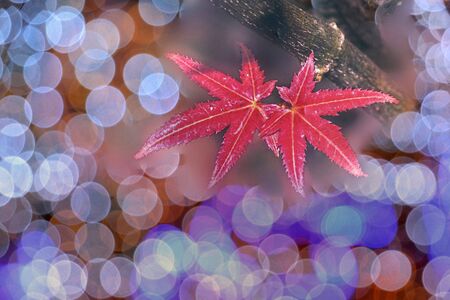 Christmas Lights Abstract Background
