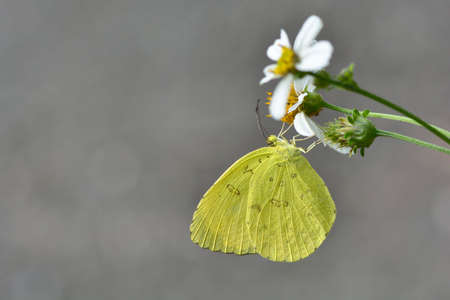 Butterfly on a white flowerの写真素材