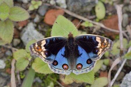 Taiwan butterflyJunonia orithya on a white flower