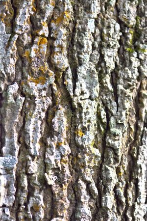 Tree bark texture