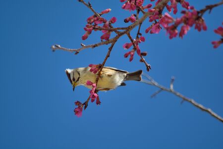 Formosan Yuhina birdの写真素材
