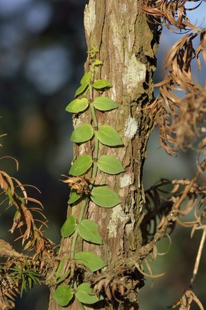 Green plant Textureの写真素材