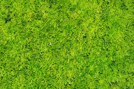 Green plant Textureの写真素材